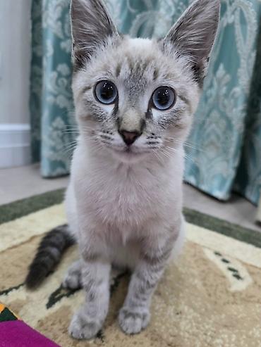 белый котенок с голубыми глазами купить: Кошка даром: Тайская, 6 месяцев, Мальчик, Приучена к лотку — 1