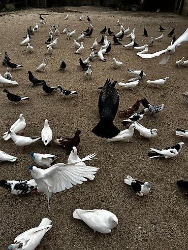Голуби: Mətn: Qarışıq rəngli göyərçinlər – sürü şəklində Təsvir: - Bir neçə — 1