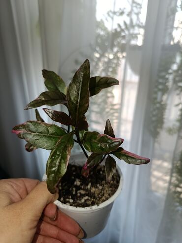 Другие комнатные растения: Продаются комнатные цветы. Токмок — 13
