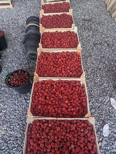 Другие специальности: Ищу рабочих на поле можно семейный.Работа на поле разно рабочий оплата — 12