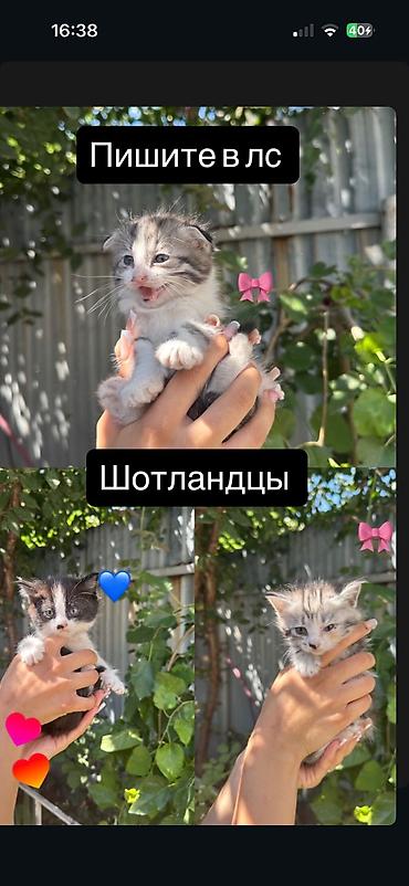 Мышыктар: Шотландские котята - Порода: шотландские (Scottish) - Окрас на выбор — 1