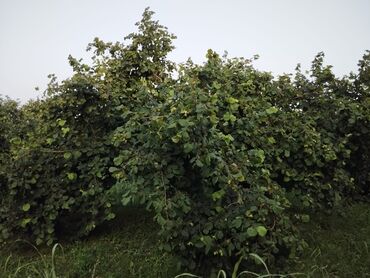 Torpaq sahələrinin satışı: 2000 sot, Kənd təsərrüfatı, Mülkiyyətçi, Kupça (Çıxarış) — 2