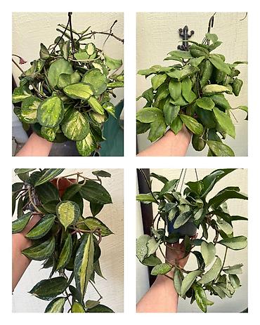 вьющиеся: Комнатные лианы Hoya (хойя) в подвесных кашпо - Разные сорта: на фото — 6