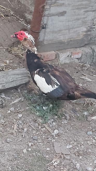 ordek qaz: Erkək, | Lal ördək, Damazlıq — 2