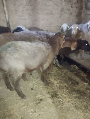 Бараны, овцы: Продаю | Баран (самец) — 14