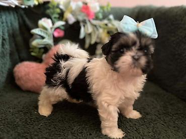 Psi: Prelepi Shih Tzu štenci iz registrovane FCI/KSS odgajivačnice „Moon — 7