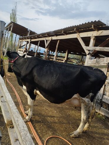 Коровы, быки: Продаю | Корова (самка) | Голштин | Для разведения, Для молока | После отела, Искусственник