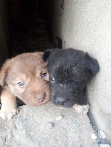 İtlər: Zvanok balaları - Rənglər: şokolad qəhvəyi, açıq qəhvəyi və qara - — 2