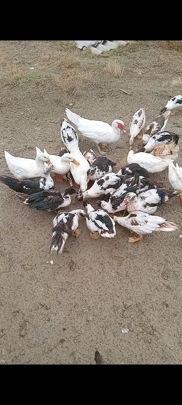 Digər quşlar: 12 azn dir. Saglam toyuqlar ile barter mumkundur