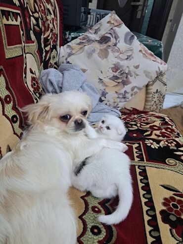 İtlər: Pekines, 9 ay, Dişi, Peyvəndli, Ödənişli çatdırılma