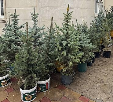 продам виноград на вино: Продаются пышные голубые ели (елки) От 1 до 1,5м🌲 Местные 🏔️ Для — 9
