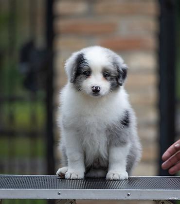 lepi psi: Na prodaju 9 šteneta Border Collie, iz dva različita legla. - Jedno — 5