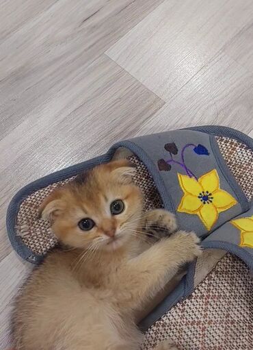 Pişiklər: Şotland, Erkək, Dişi, Yaxşı əllərə, Ünvandan götürmə — 3