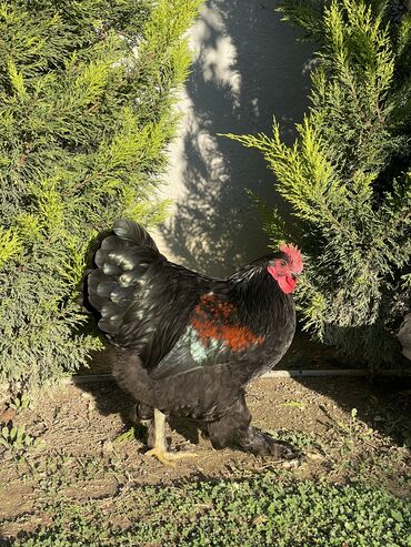 Xoruzlar: Brama xoruzları. Biri 2 illik xoruz - 100₼ İkisi 7 aylıq xoruz — 4