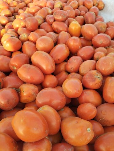 продукты питание: Помидоры Сливки, Оптом