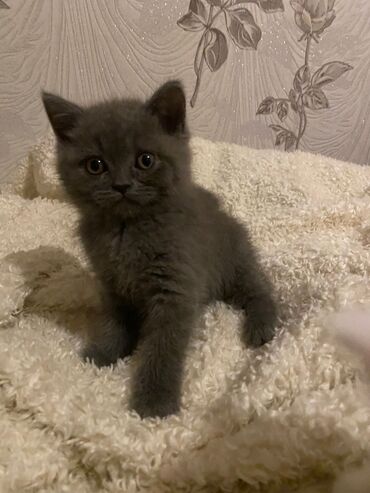 Pişiklər: Dişi, Ödənişli çatdırılma — 9