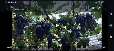 Виноград: Саженцы винограда. Пино, каберне, кишмыш, мцванни, ркацетелли — 10