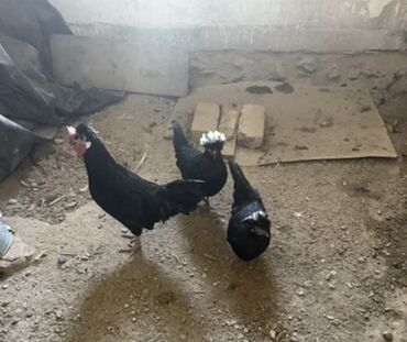 в связи с переездом отдам попугая жако в добрые руки: Сатам | Тооктор | Көбөйтүү үчүн