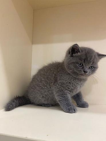 Pişiklər: Şotland yastı qulaq — 13