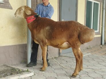 гиссарские бараны кыргызстан: Продаю | Баран (самец) | Полукровка | Для разведения