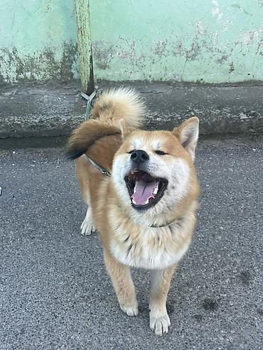 İtlər: Akita-inu, 5 ay, Erkək, Peyvəndli, Ödənişli çatdırılma — 3