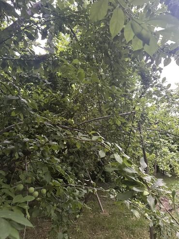 Torpaq sahələrinin satışı: Kənd təsərrüfatı, Kupça (Çıxarış) — 11