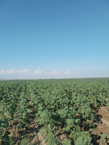 Torpaq sahələrinin satışı: 6400 sot, Kənd təsərrüfatı, Kupça (Çıxarış) — 5