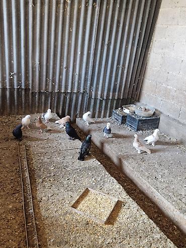 Другие с/х животные: Порода: СРОЧНО МОГУ ПРОДАТЬ ОПТОМ ЦЕНОЙ НЕ ОБИДЕМ декоративные голуби — 10