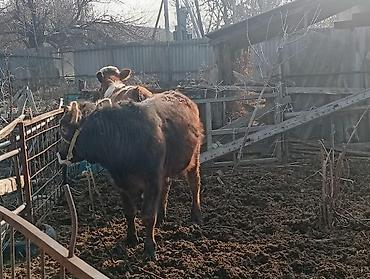 Коровы, быки: Продаю | Бык (самец) | На откорм | Привязанные — 17