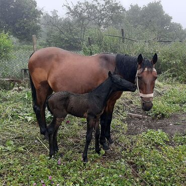 xacmazda satilan inekler: Dişi, il: 7, Ünvandan götürmə