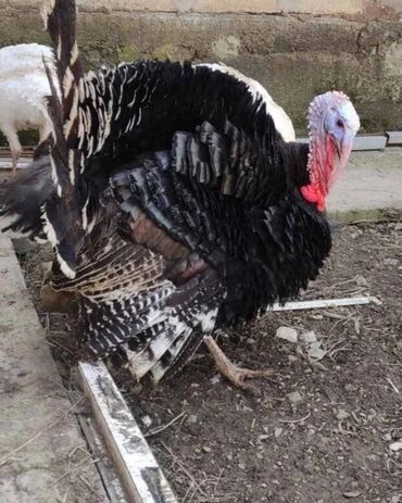 Индюки: Продаю | Индюк (самец) | Для разведения | Племенные — 3