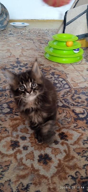 Продажа кошек: Мейн-Кун!!! Тигрёнок 🥰. Продается Шикарный, чистокровный котик от — 5