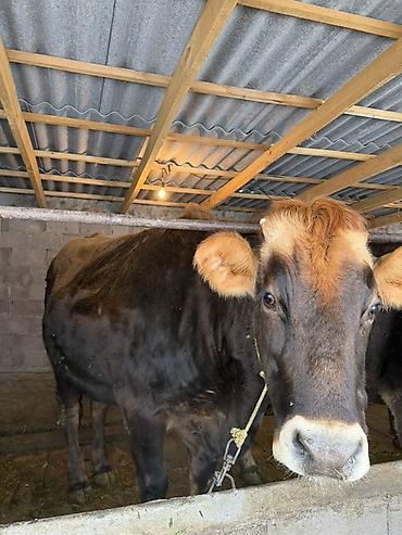 Коровы, быки: Продаю | Корова (самка) | Полукровка | Для молока | Привязанные — 10