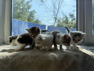 Отдам даром кошку: Котята домашние, короткошёрстные, разноокрашенные. Отдам в добрые руки