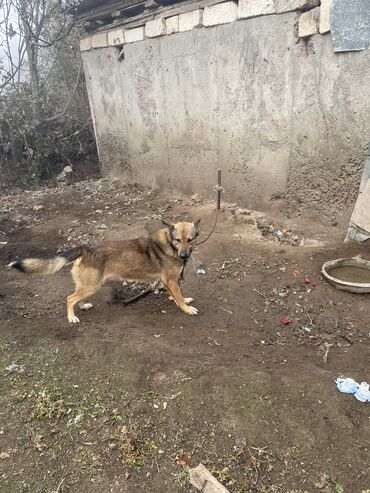 baki heyvan satisi: Akita-inu, 1 il, Erkek, Cütləşmə üçün