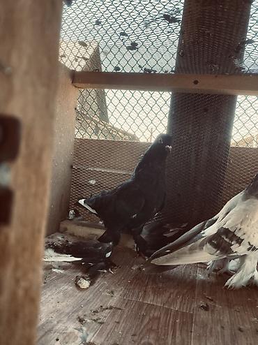 А/ч жаныбарлары үчүн тоюттар: Породистые голуби с косматыми лапами (декоративно-лётная группа). - — 5