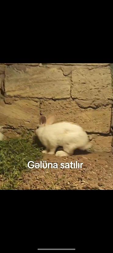 damaz: Ağ rəngli ev dovşanları – gəlünə satılır. Salam aleykum balaca qulaq — 2