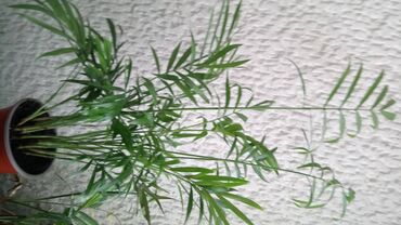 Ostale kućne biljke: Palma Shamaedorea, velika biljka