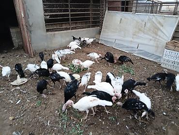hindus: Məhsul: Hind quşları (sürü halında) Qiymət son 1 eded 25 azn Təsvir: - — 2