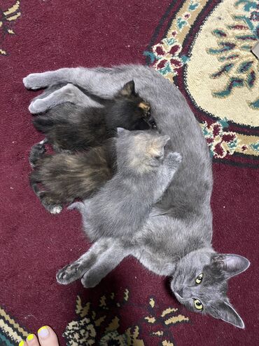 кошка маленькая: Готовятся к брони котята карликовой голубой кошки от карлика кота
