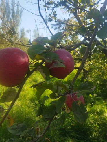 жылкы эти бишкек цена: Алмалар Превосход, Дүңүнөн