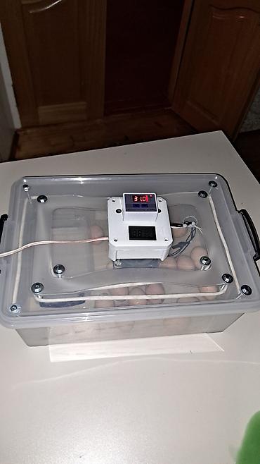 İnkubatorlar: Tam avtomat — 11