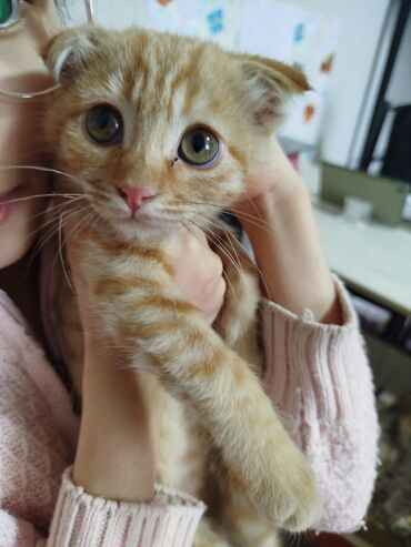 миска для животных: В добрые руки отдадим маленького котенка. вислоухий рыжий красавчик