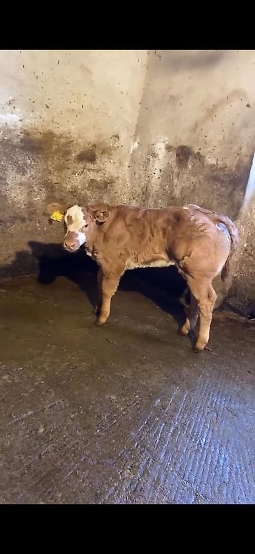 Dana, buzov: Cins buzov – ətlik istiqamət - Rəng: açıq qəhvəyi, alnında ağ ləkə - — 1