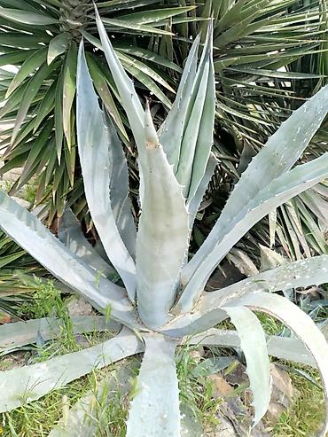 gila: Agave americana (Amerika aqavası) – böyük dekorativ sukulent - Növ — 1