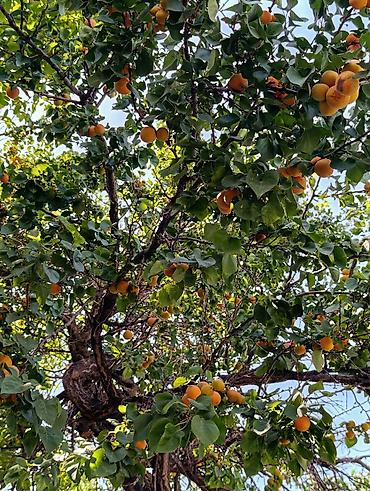 Продажа коттеджей и домов: Срочно продаётся дом в Чуйской области, г. Каинда по ул. Джуматаева — 16