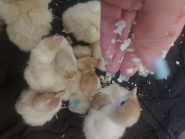 Digər quşlar: Aĝ kanada hidi yavrusu satilir