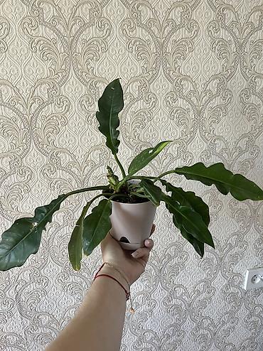 лоп: Филодендрон, 300 сом. Хойя Крассипетиолата сплеш, 450 сом. разумный — 1