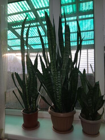 Драцены и Сансевиерии: Большой выбор сансиеверии — 6