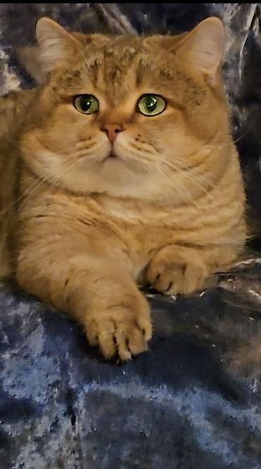 вязку: Вязка кошек ! Не продажа ! Шикарный клубный котик Шотландский — 7